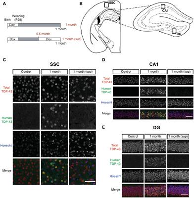 Suppression of Conditional TDP-43 Transgene Expression Differentially Affects Early Cognitive and Social Phenotypes in TDP-43 Mice